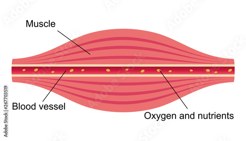 Healthy muscle flat illustration . section of muscle and vessel.
