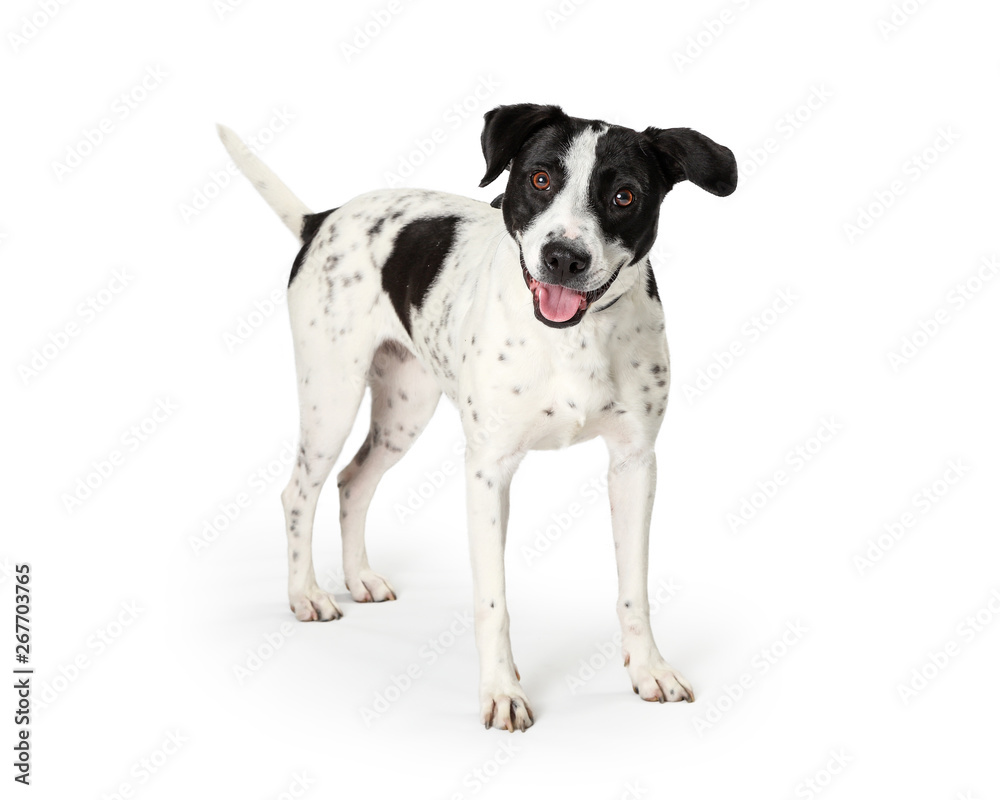 Happy Mixed Large Breed Dog White Black Spots