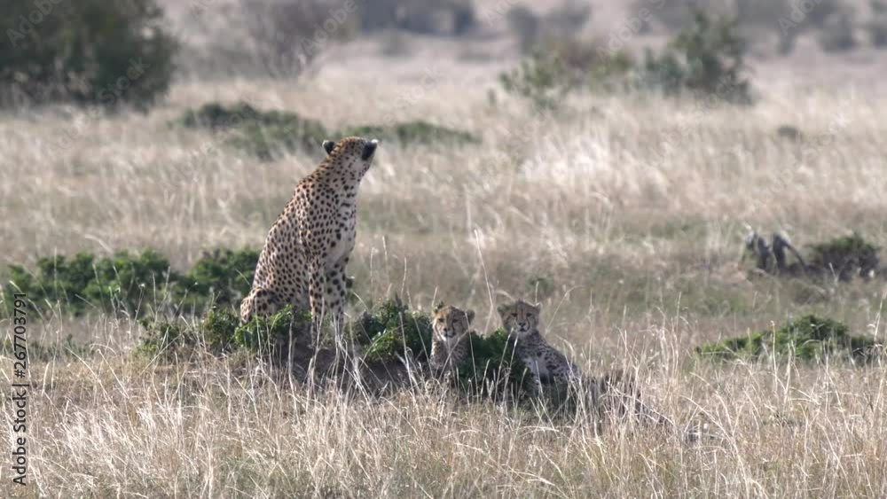 a resting cheetah cub looks up at masai mara national reserve in kenya, africa a resting cheetah cub looks up at masai mara national reserve in kenya, africa