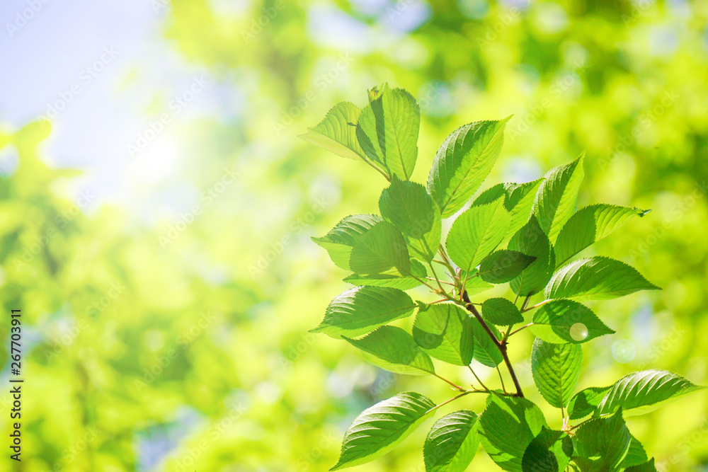 Close-up of a fresh green tree branch. Image with sunlight. 新緑の美しい木の枝のクローズアップ。太陽光のある画像 Close-up of a fresh green tree branch. Image with sunlight. 新緑の美しい木の枝のクローズアップ。太陽光のある画像