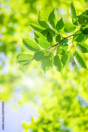 Close-up of a fresh green tree branch. Image with sunlight. 新緑の美しい木の枝のクローズアップ。太陽光のある画像