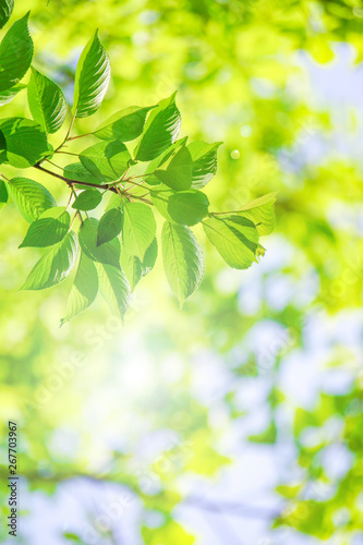 Close-up of a fresh green tree branch. Image with sunlight. 新緑の美しい木の枝のクローズアップ。太陽光のある画像
