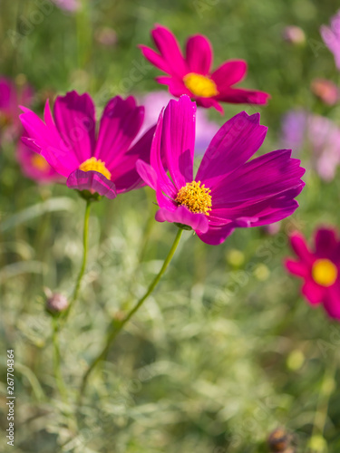 Pink Cosmos flower