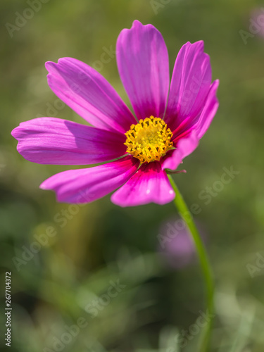 Pink Cosmos flower close up