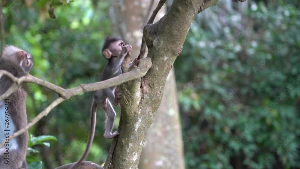 Wild monkey family at sacred monkey forest in Ubud, island Bali, Indonesia . Monkey forest park travel landmark and tourist destination site in Asia where monkeys live in a wildlife environment