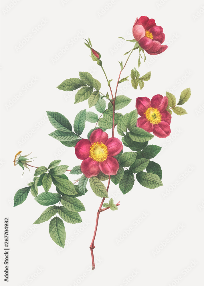 Blooming alpine rose Blooming alpine rose