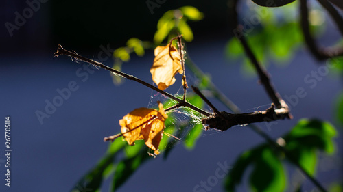 The spider web flashes back on the tree.