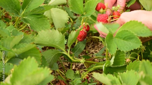 Girl picking strawberries in the garden
