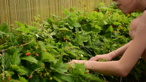 Girl picking strawberries in the garden photo