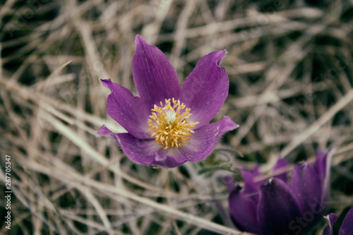 Purple flower. Pasque flower. Spring flowers. Flower in meadow.