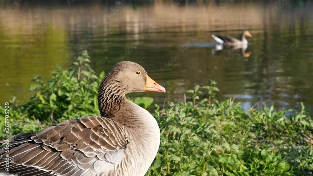 Slow-mo close up of goose in lake with geese in background Slow-mo close up of goose in lake with geese in background