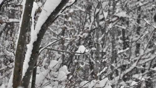 Wallpaper Mural Time lapse of snow falling on bare tree branches in the French Alps Torontodigital.ca