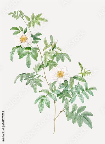White rose shrub
