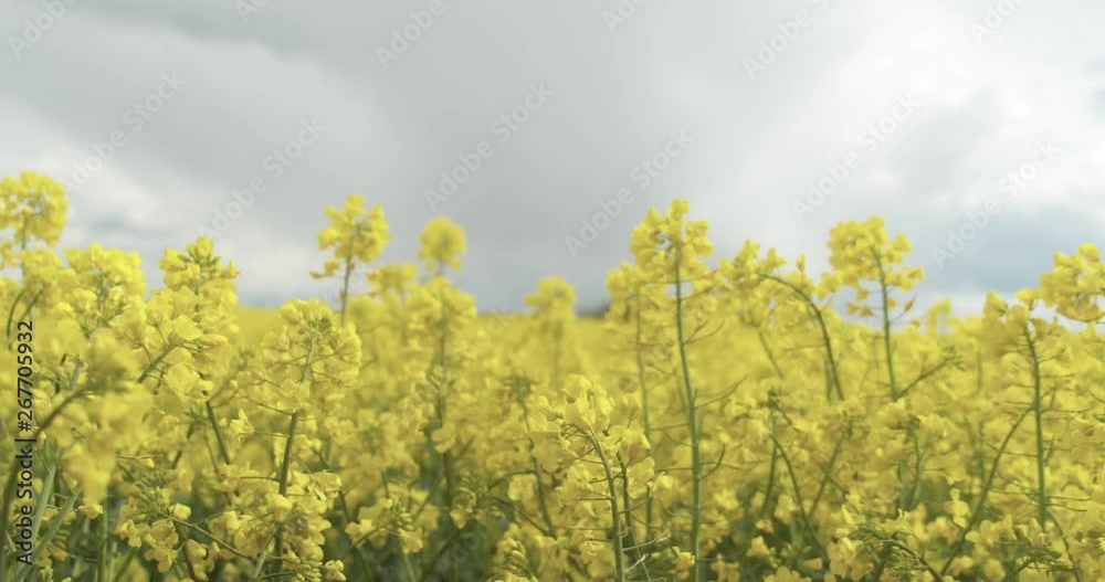 Moving into close up rapeseed field under dramatic cloudy sky. Moving into close up rapeseed field under dramatic cloudy sky.