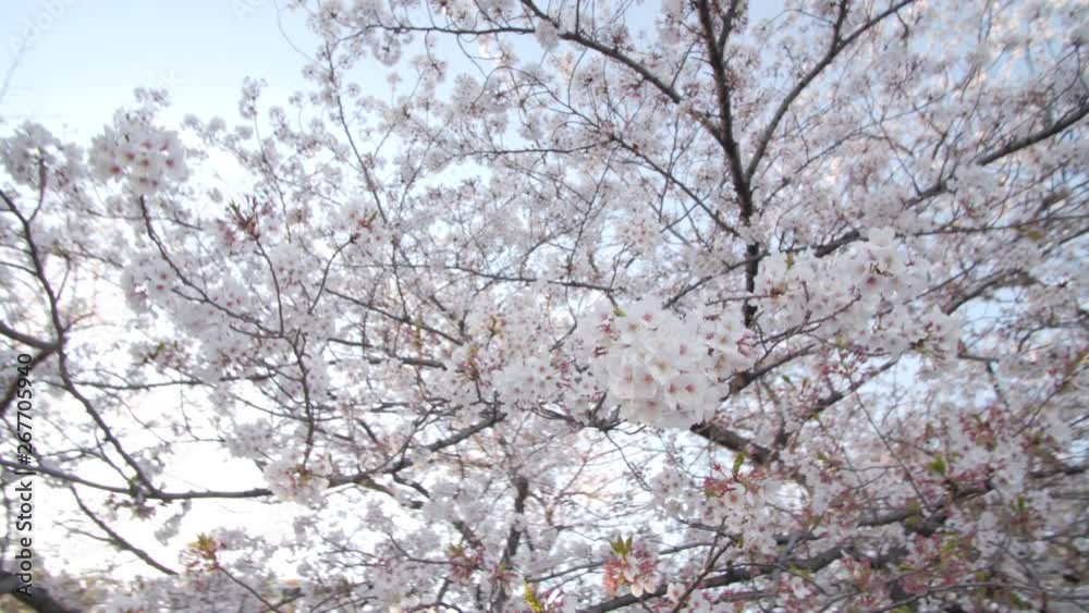 Cherry Blossoms with camera movement Cherry Blossoms with camera movement