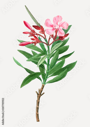 Pink oleander flower photo