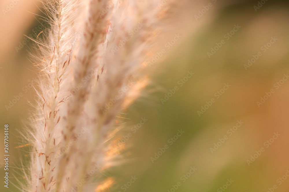 Beautiful Flower of Grass In the field In the sunset Beautiful Flower of Grass In the field In the sunset