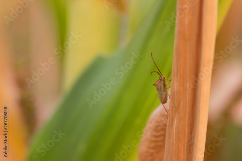 Small strange insect On dry leaves In the field In the sunset