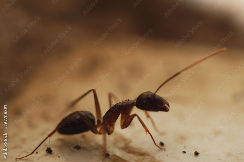 RED ANT RED ANT