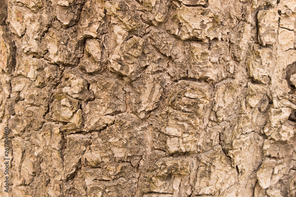 The background texture of the tree bark . Close up. The background texture of the tree bark . Close up.