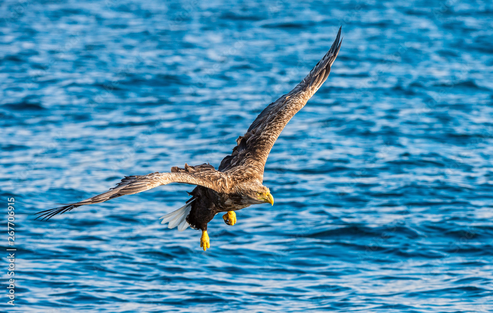 White-tailed eagle fishing. Blue Ocean Background. Scientific name: Haliaeetus albicilla, also known as the ern, erne, gray eagle, Eurasian sea eagle and white-tailed sea-eagle. White-tailed eagle fishing. Blue Ocean Background. Scientific name: Haliaeetus albicilla, also known as the ern, erne, gray eagle, Eurasian sea eagle and white-tailed sea-eagle.