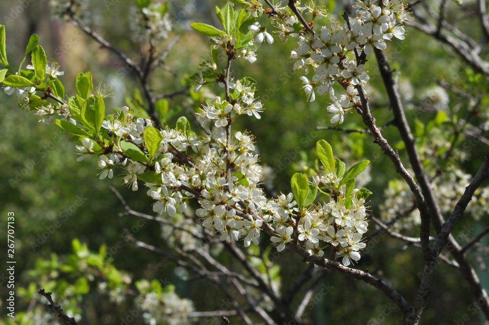 White Blackthorn flowers