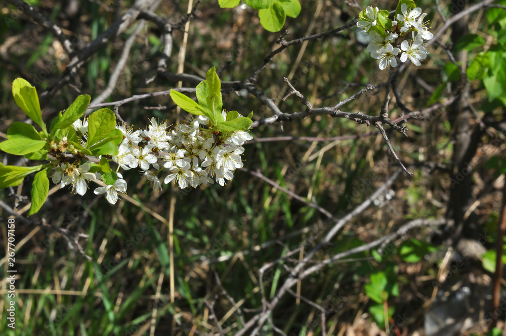 Fototapeta premium White Blackthorn flowers
