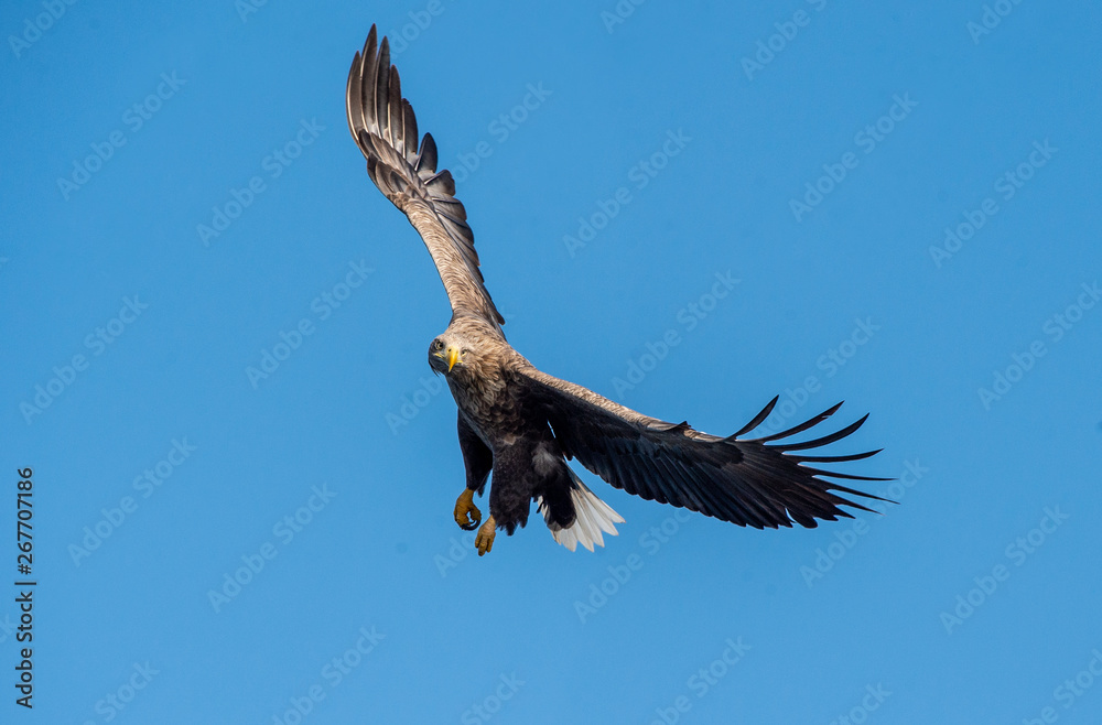 Adult White-tailed eagle in flight. Front view. Sky background. Scientific name: Haliaeetus albicilla, also known as the ern, erne, gray eagle, Eurasian sea eagle and white-tailed sea-eagle. Adult White-tailed eagle in flight. Front view. Sky background. Scientific name: Haliaeetus albicilla, also known as the ern, erne, gray eagle, Eurasian sea eagle and white-tailed sea-eagle.
