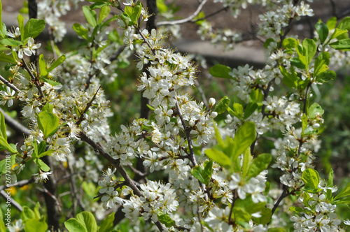 White Blackthorn flowers