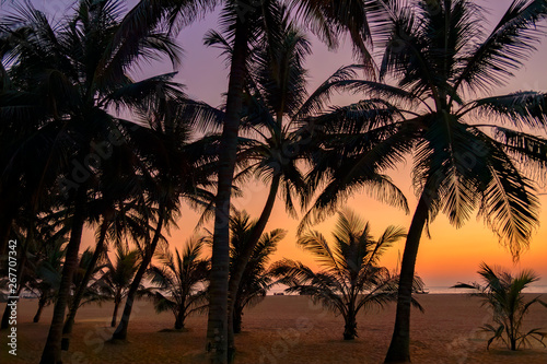 Palm Trees and Beach at Sunset  Negombo Beach  Sri Lanka