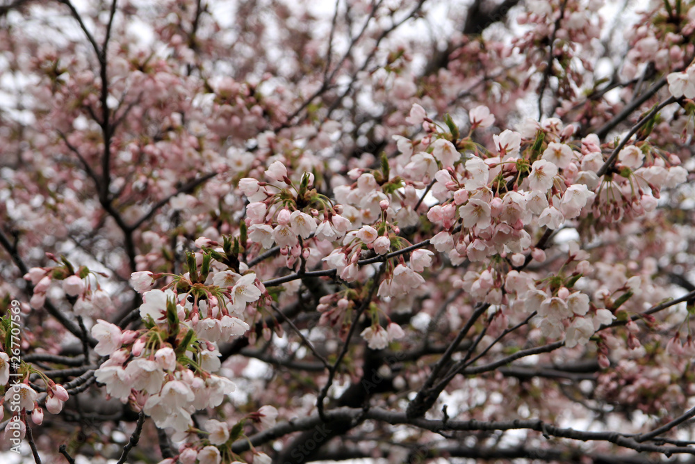 Blooming cherry branches as a floral background Blooming cherry branches as a floral background
