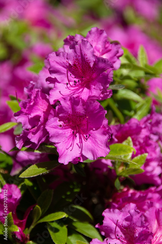 A beautiful bright cerise flower in a spring garden