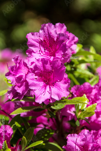 A beautiful bright cerise flower in a spring garden