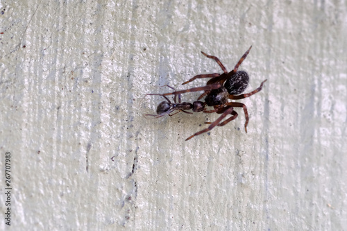 A spider attacks an ant that is in its web.