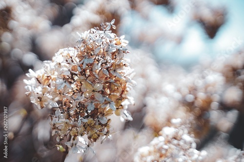 a tree in winter, closeup of white flowers, dry floral background