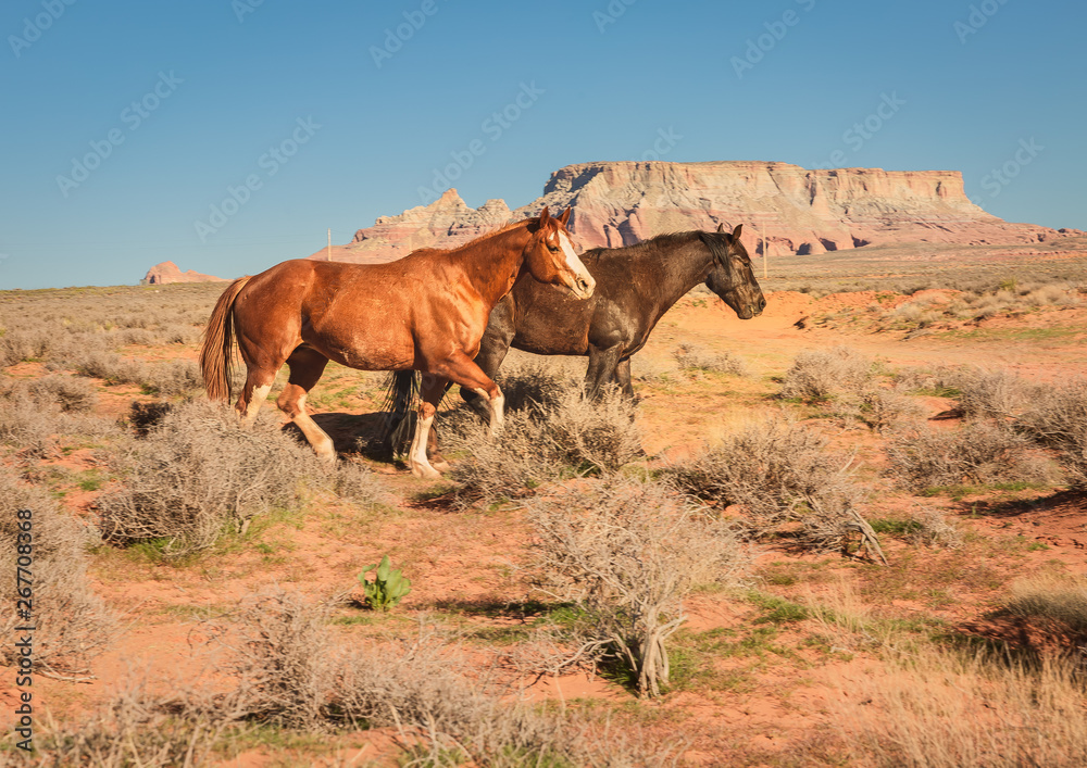 wild horses make their way through open desert land and stop for some chewing on grass, play with each other, seemingly pose for a picture in Page, Arizona