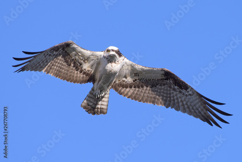 Colorado Wildlife - American Osprey in Flight Against a Clear Blue Sky