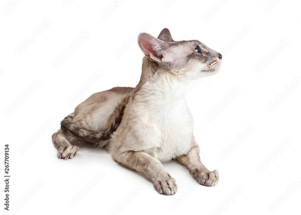 Oriental Shorthair Cat Lying Down Looking Side
