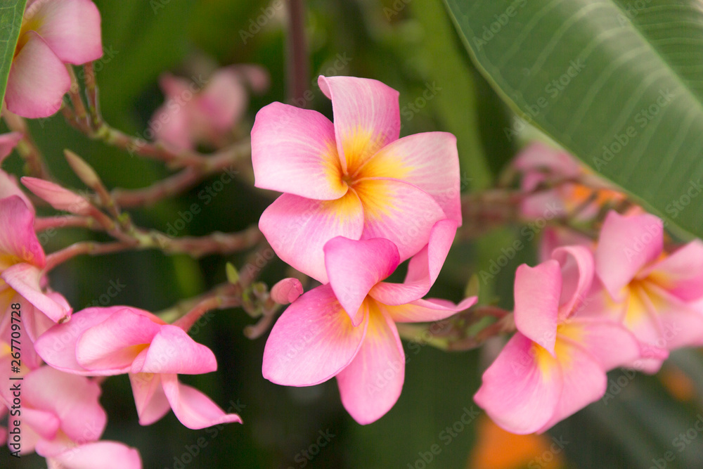 Tropical pink frangipani flowers on green leaves background. Close up plumeria tree. Tropical pink frangipani flowers on green leaves background. Close up plumeria tree.