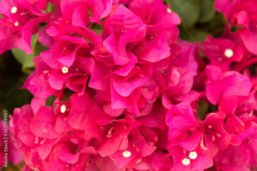 Blooming bougainvillea background. Pink magenta flowers.