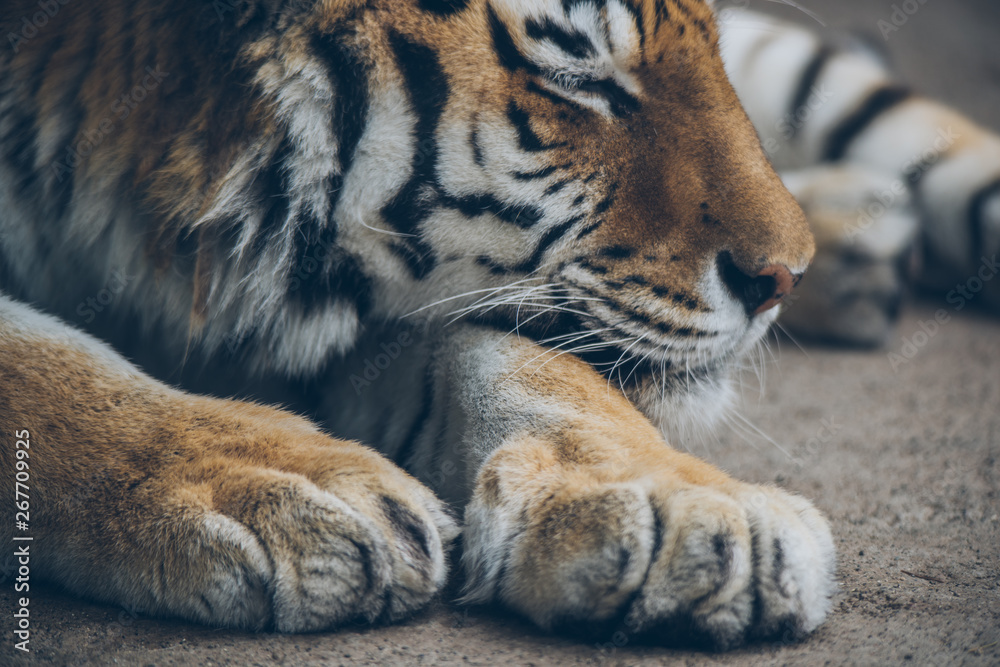 Obraz premium 眠っているトラ（Sleeping tigar）