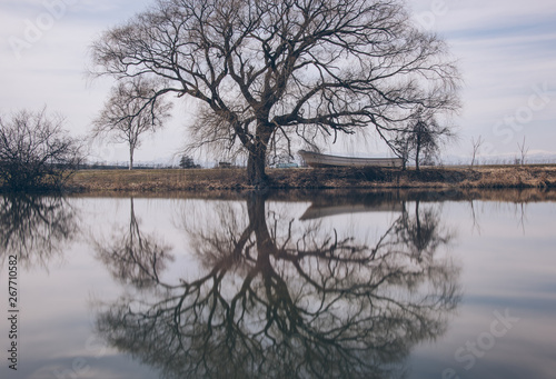 逆さに映る大木（A big tree reflected upside down）