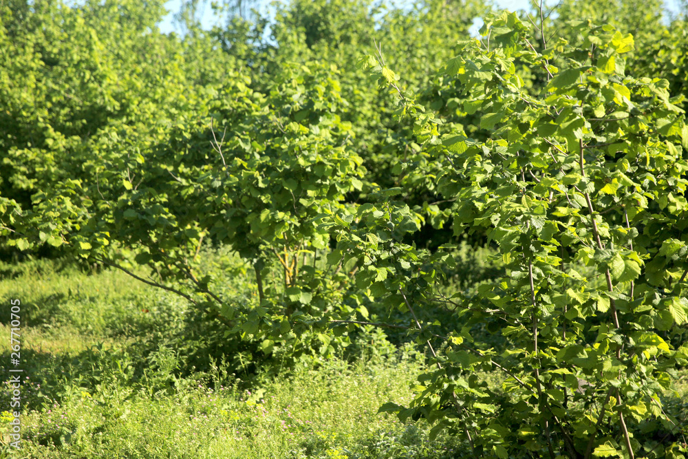 Garden of Hazelnut tree in backyard. Green grass. Garden of Hazelnut tree in backyard. Green grass.