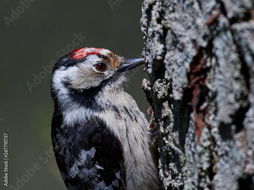 Lesser spotted woodpecker (Dryobates minor)