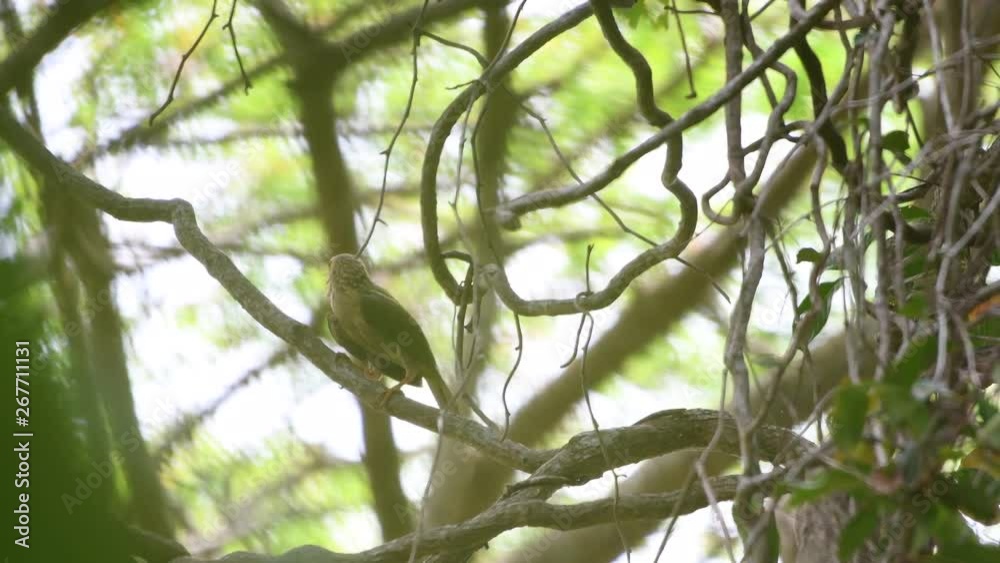 barbets, silhouette bird pictures Sticking to the branches In time of rest It is cleaning the hairs. And their own wings barbets, silhouette bird pictures Sticking to the branches In time of rest It is cleaning the hairs. And their own wings