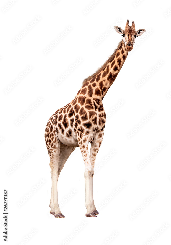 Rothschild Giraffe Facing Side Looking Forward Extracted Rothschild Giraffe Facing Side Looking Forward Extracted