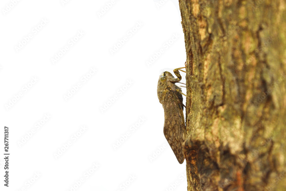 Cicada on brown tree trunk , Tropical Insects of Asia on white background, Color and pattern that are similar to natural texture , Camouflage of insect Cicada on brown tree trunk , Tropical Insects of Asia on white background, Color and pattern that are similar to natural texture , Camouflage of insect