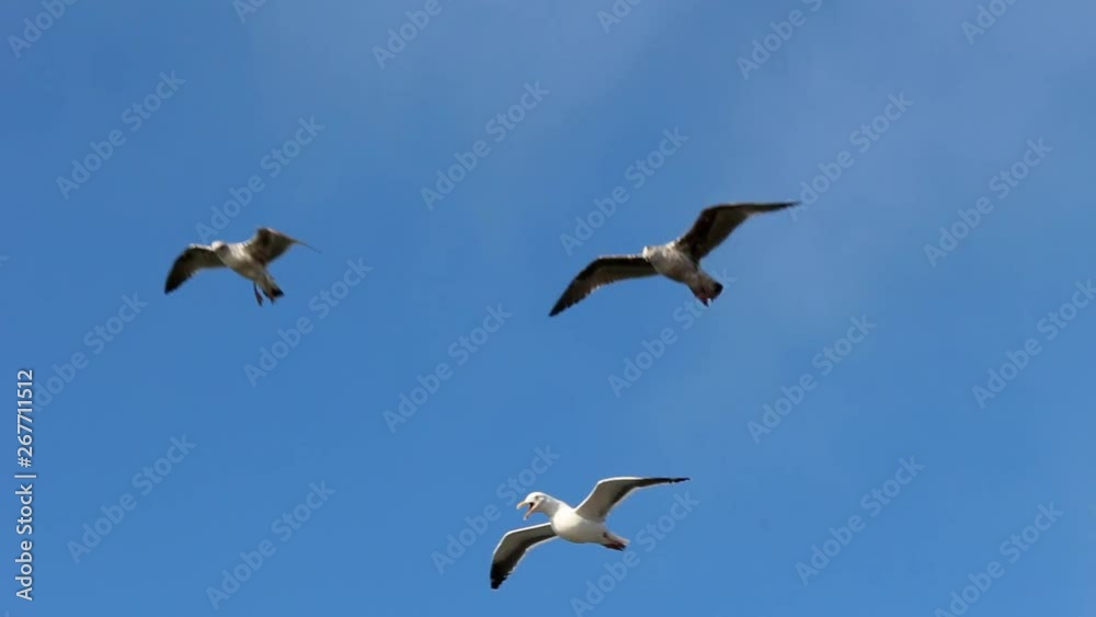Seagulls flying over clear blue sky Seagulls flying over clear blue sky