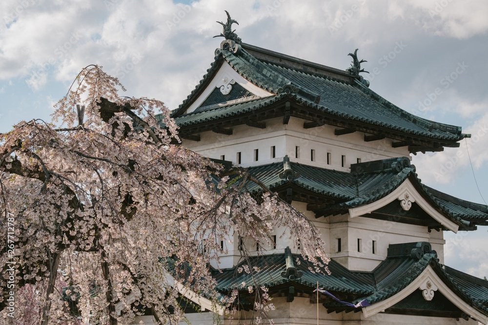 Fototapeta premium 弘前城と桜(Hirosaki Castle and cherry blossoms)