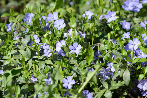 Periwinkle flowers (Vinca minor) blooming in the spring garden